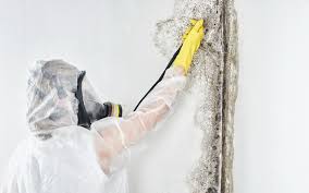 Best Commercial Mold Inspection  in Wliamsvle, IL